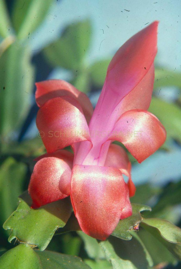 Schlumbergera 'Rebecca'