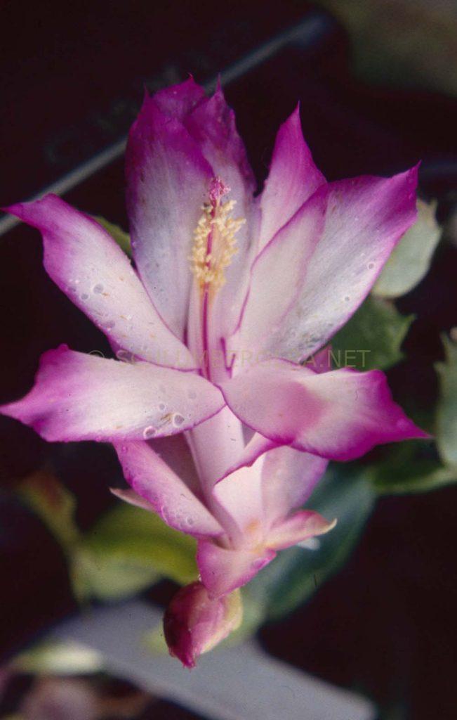 Schlumbergera 'Rev. Ray Weir'