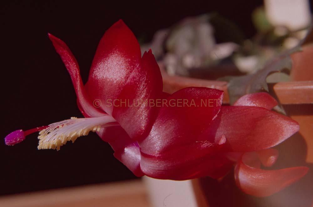 Schlumbergera 'Rossmore Jenny Dengate'