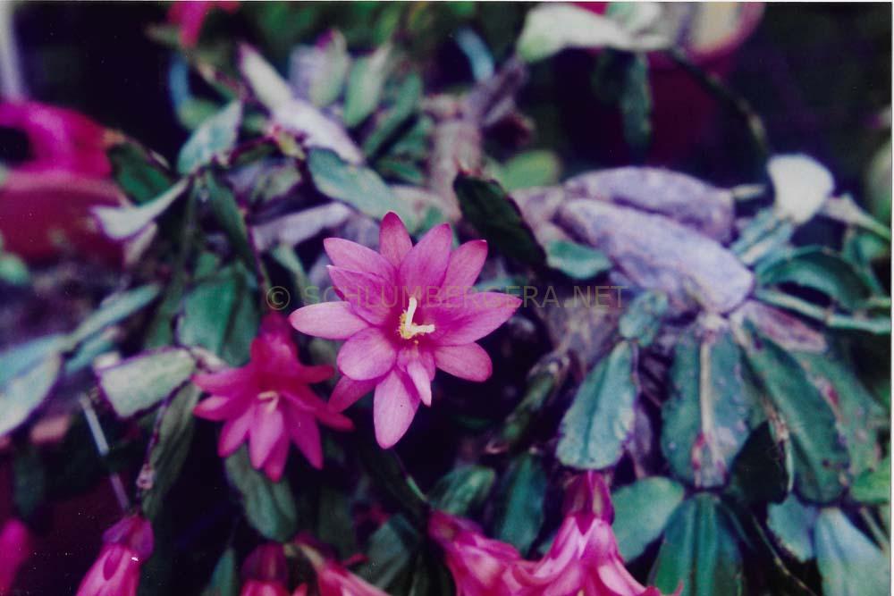 Rhipsalidopsis 'Harlequin'