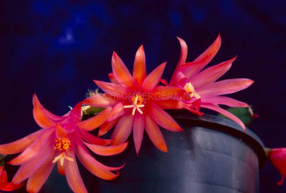 Rhipsalidopsis 'Rossmore Flash'