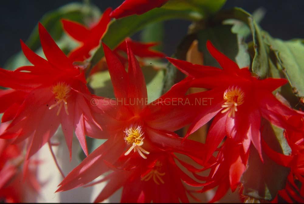 Rhipsalidopsis 'Rossmore Red Robe'