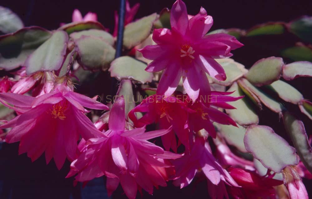 Rhipsalidopsis 'Rossmore Rosetta'