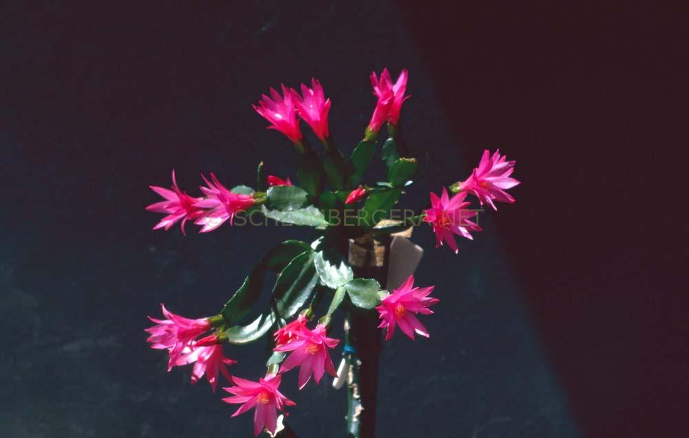 Rhipsalidopsis 'Rossmore Rosy Morn'