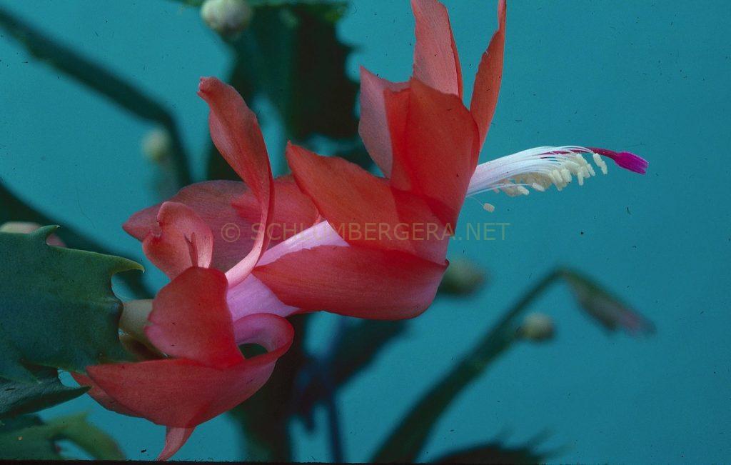 Schlumbergera 'Altensteinii'