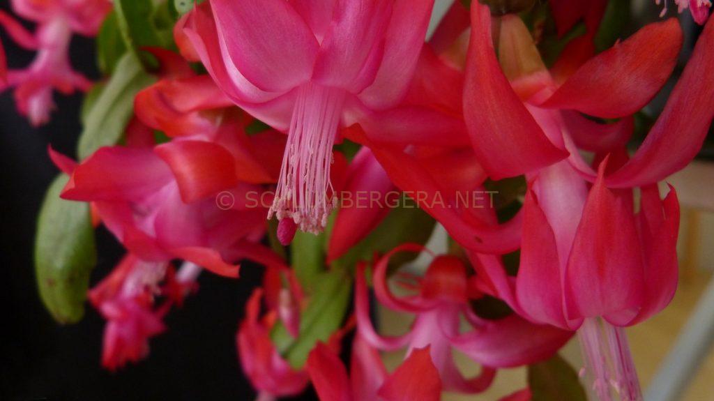 Schlumbergera 'Buckleyi'