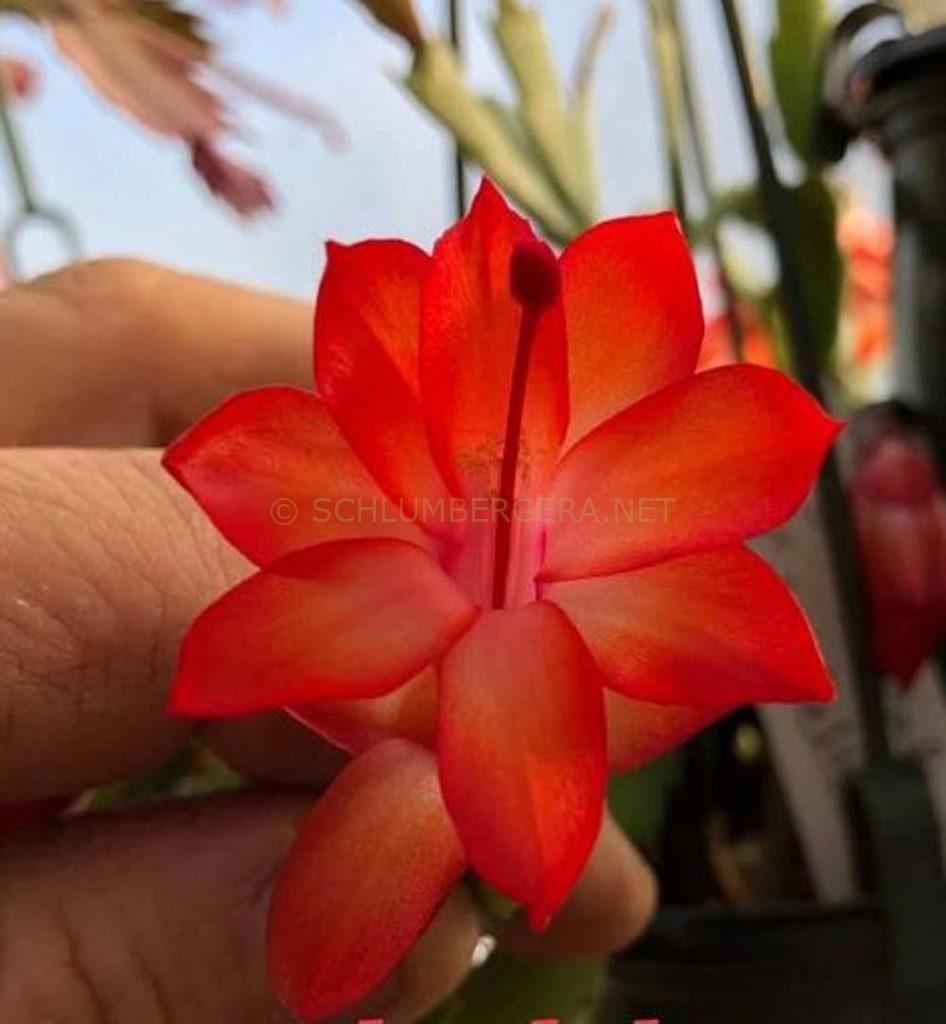 Schlumbergera 'Cebedelta'