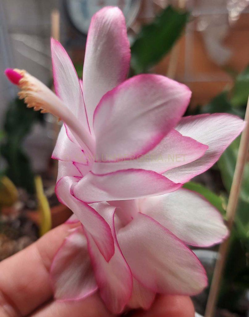 Schlumbergera 'Eprics Star'