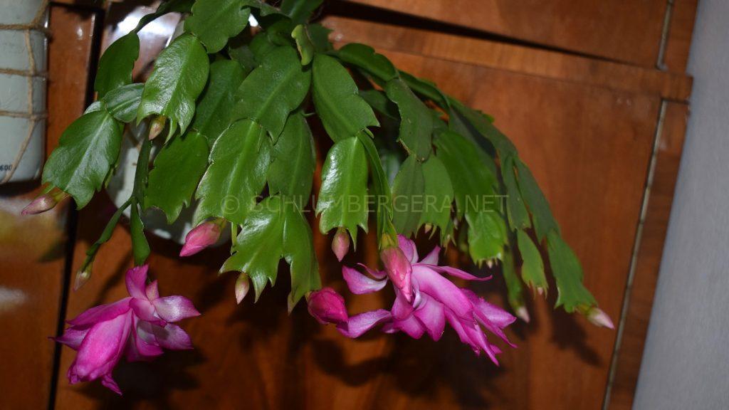 Schlumbergera 'Purple Passion'