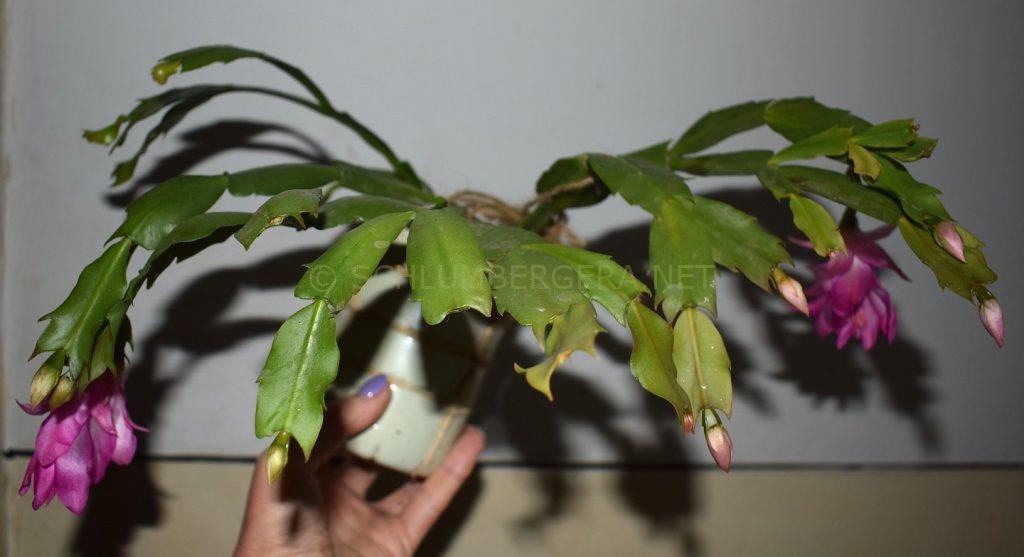 Schlumbergera 'Purple Queen'