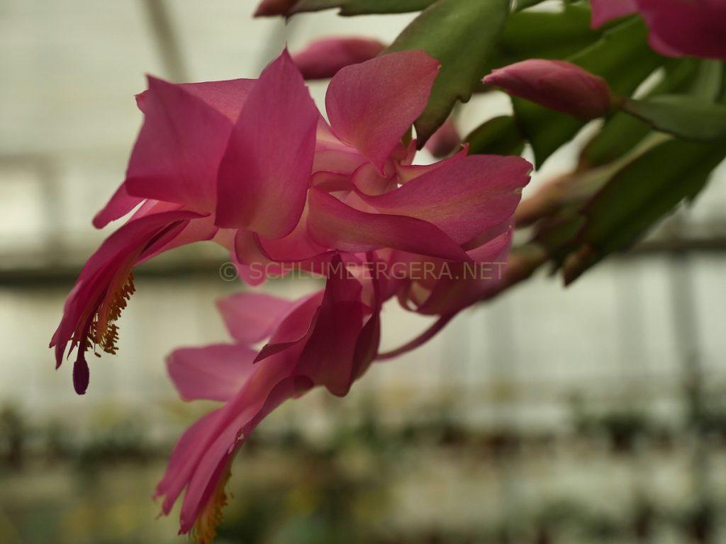 Schlumbergera 'Barbierella'