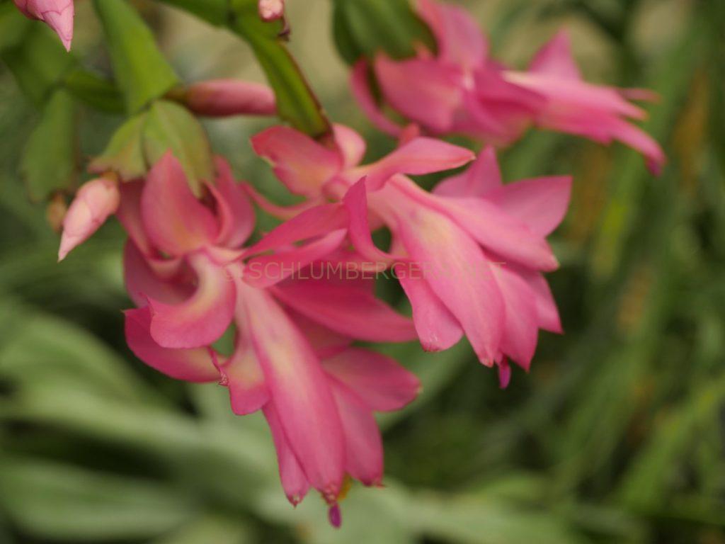 Schlumbergera 'Barbierella'