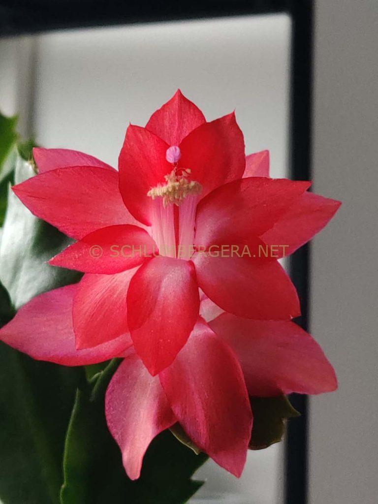 Schlumbergera 'Cebe Temma'