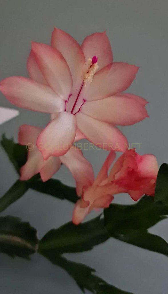 Schlumbergera 'Colibri Adriana'