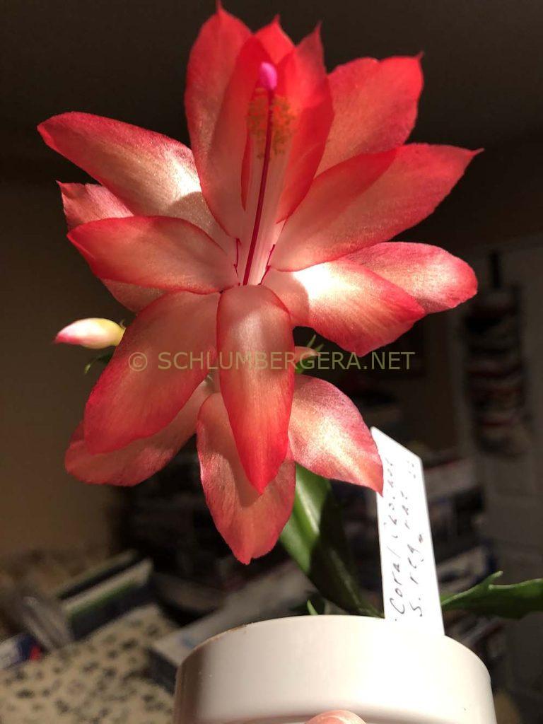 Schlumbergera 'Coral Cascade'