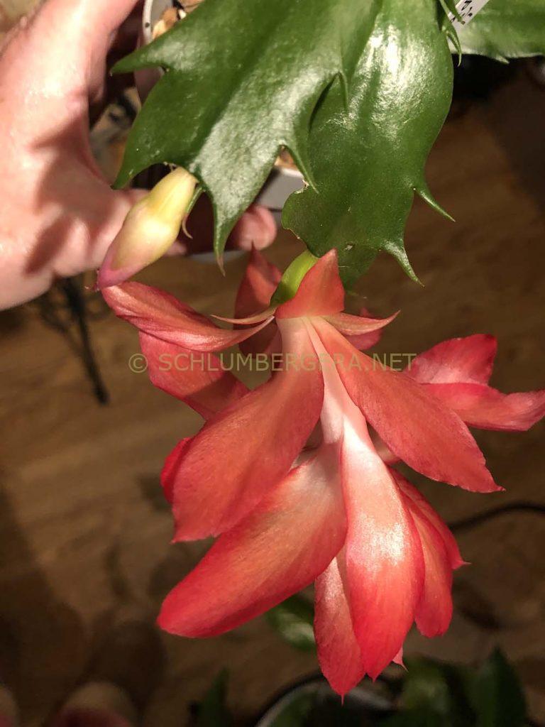 Schlumbergera 'Coral Cascade'