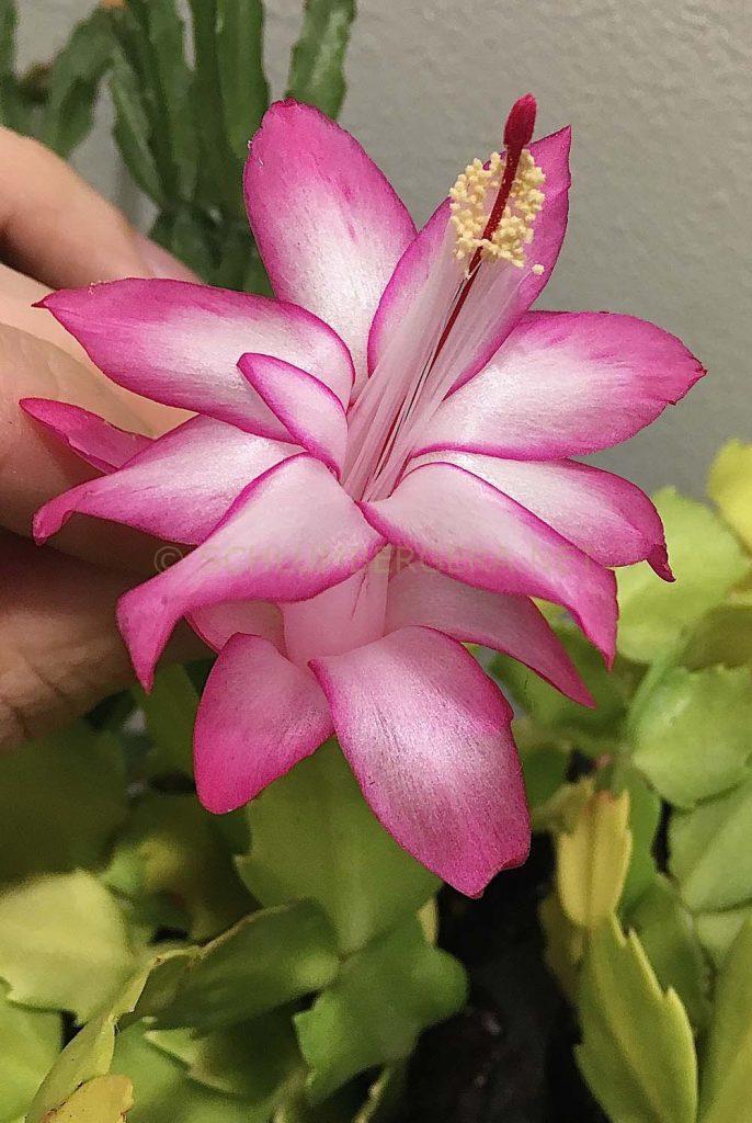 Schlumbergera 'Cristen Aurea'
