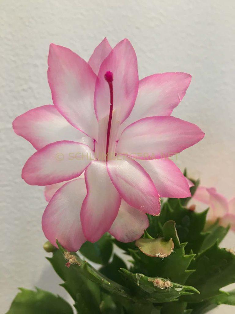 Schlumbergera 'Eprics Star'