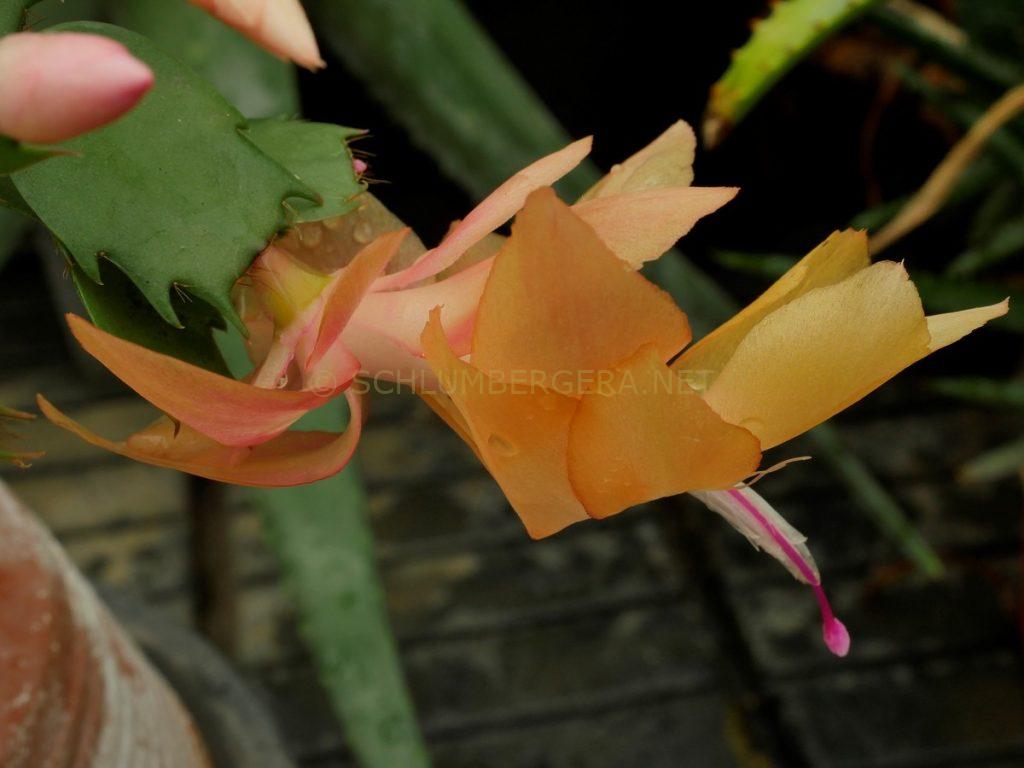 Schlumbergera 'Golden Sunrise'