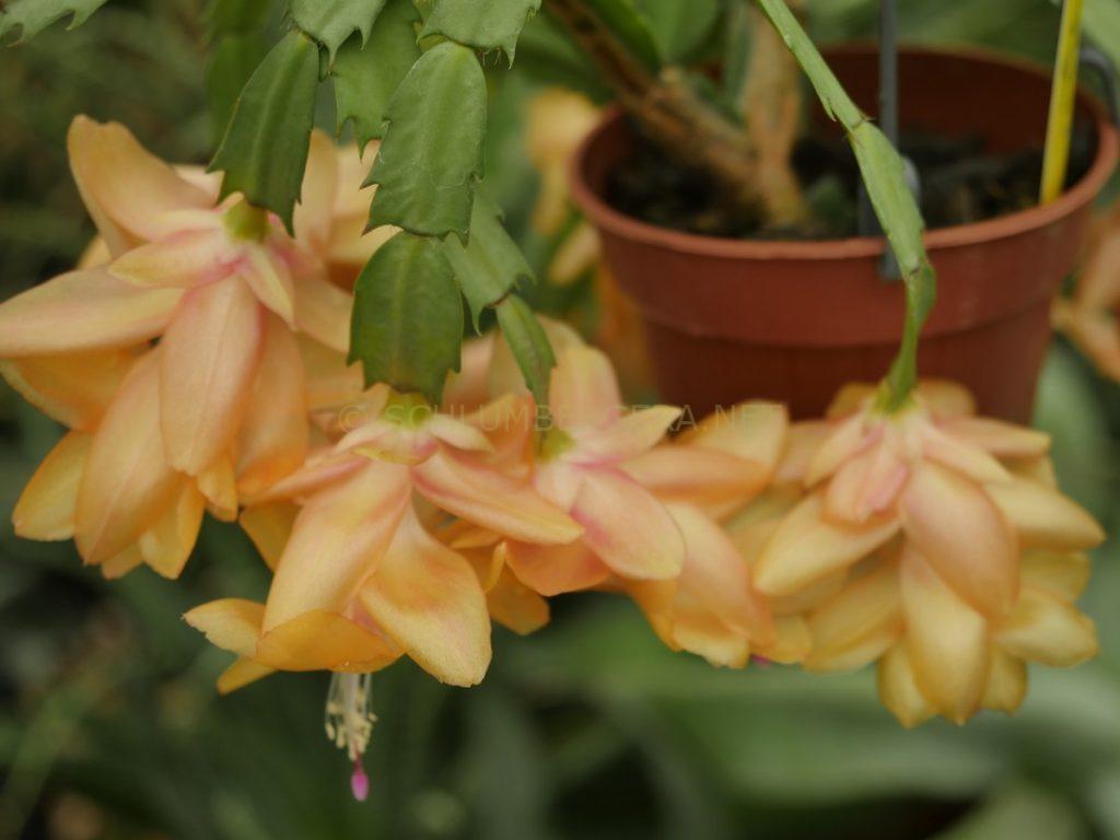 Schlumbergera 'Golden Sunrise'