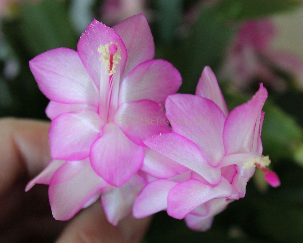 Schlumbergera 'Keystone Dreamline'