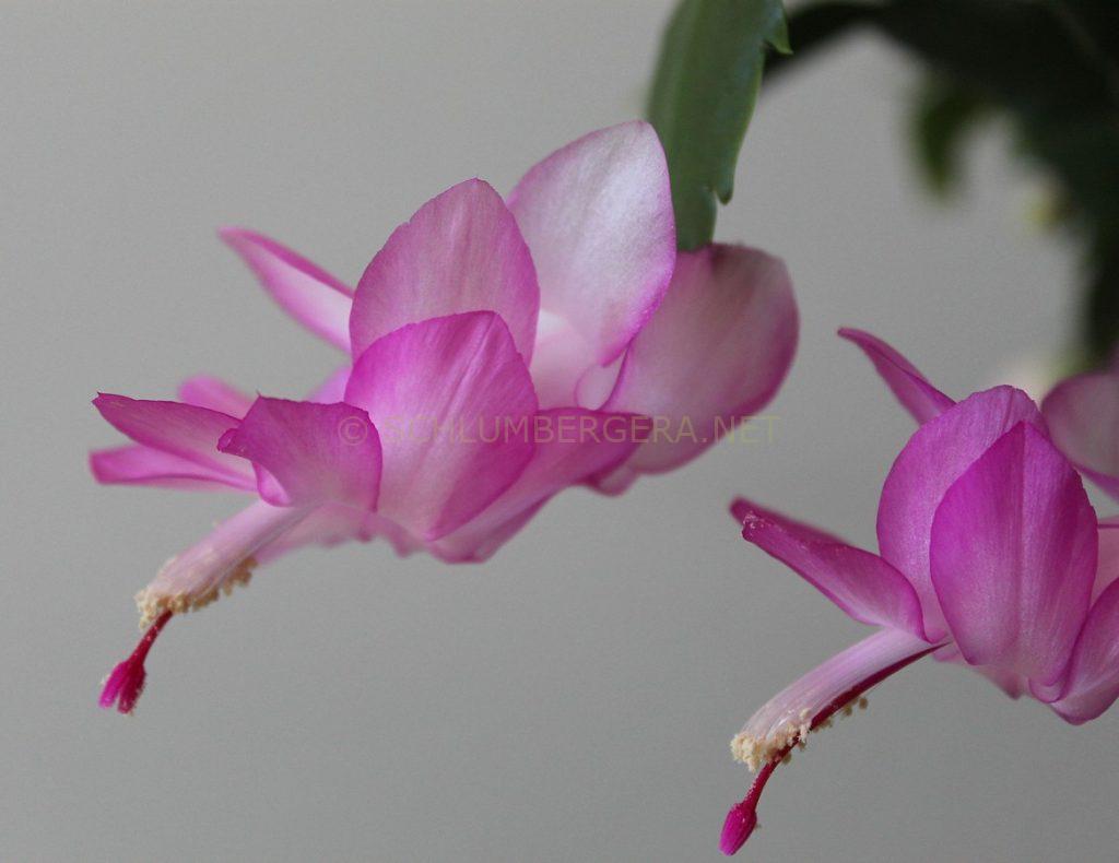Schlumbergera 'Keystone Dreamline'
