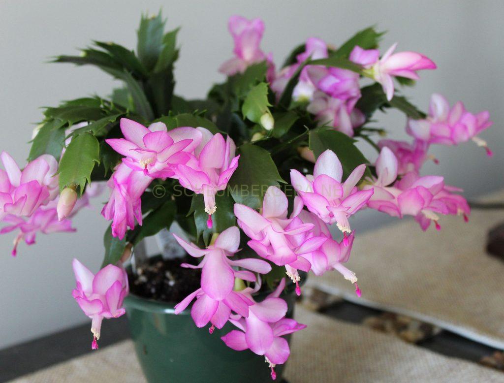 Schlumbergera 'Keystone Dreamline'