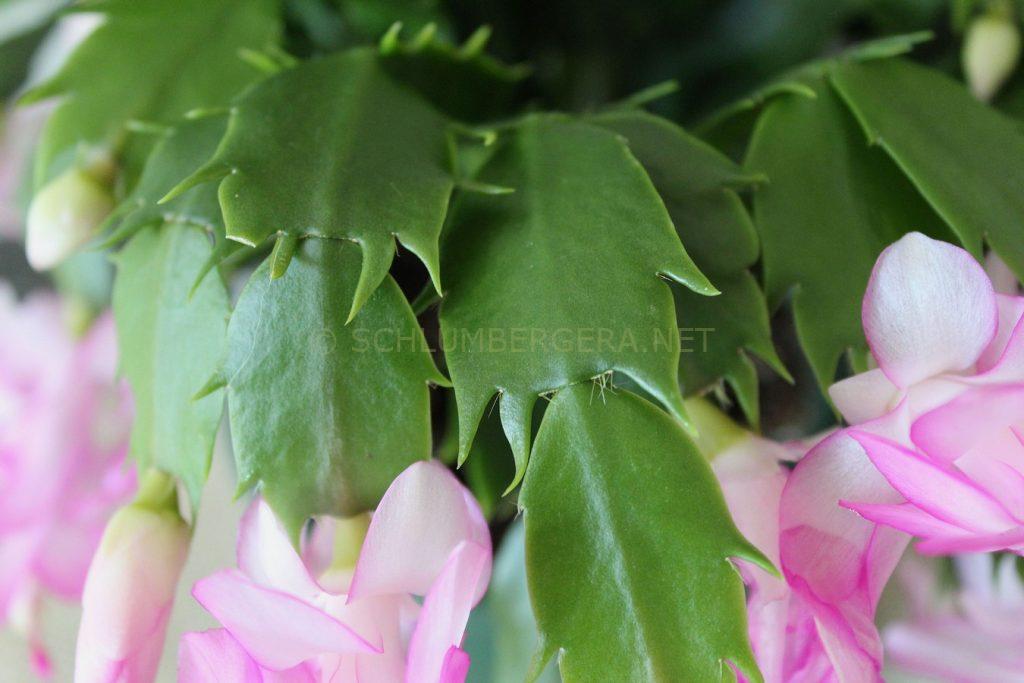 Schlumbergera 'Keystone Dreamline'