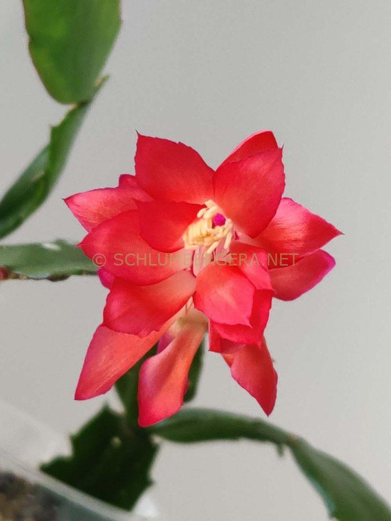 Schlumbergera 'Konpeitou Fire'