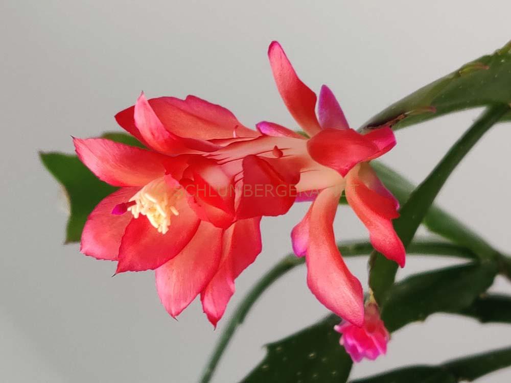 Schlumbergera 'Konpeitou Fire'