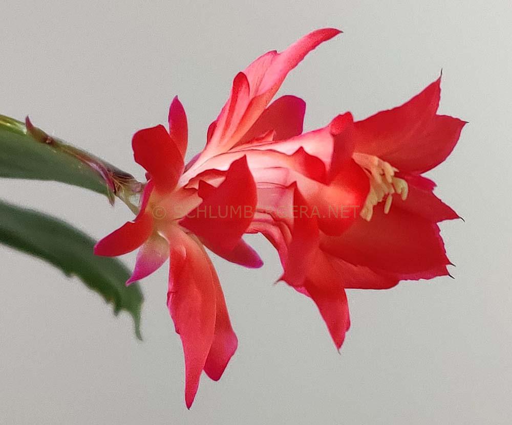 Schlumbergera 'Konpeitou Fire'