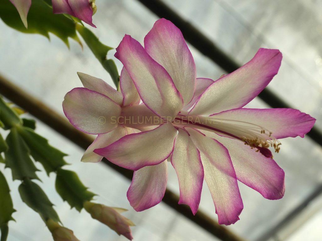 Schlumbergera 'Margarita'