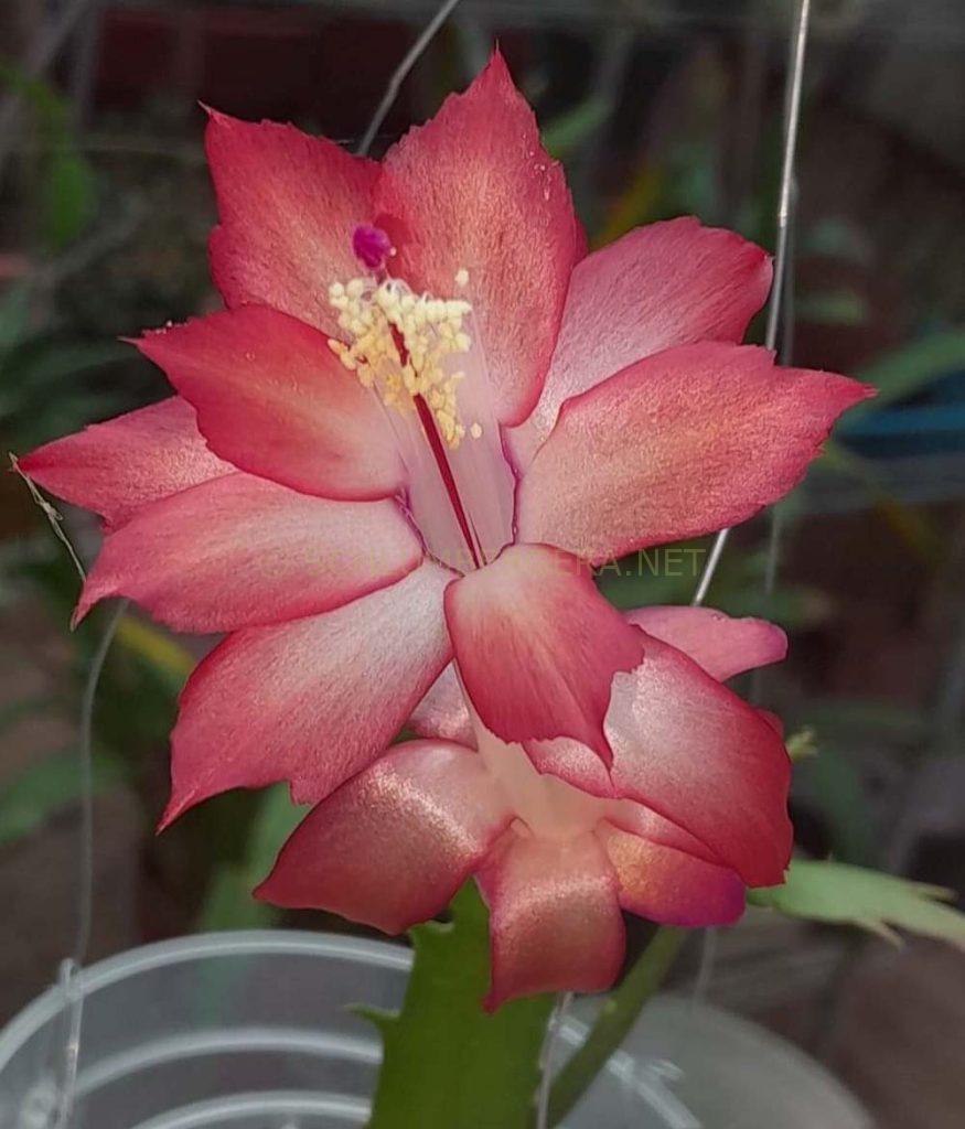 Schlumbergera 'Noichigo'