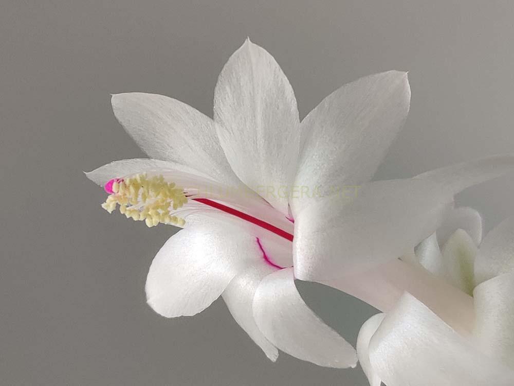 Schlumbergera 'Polar Dancer'