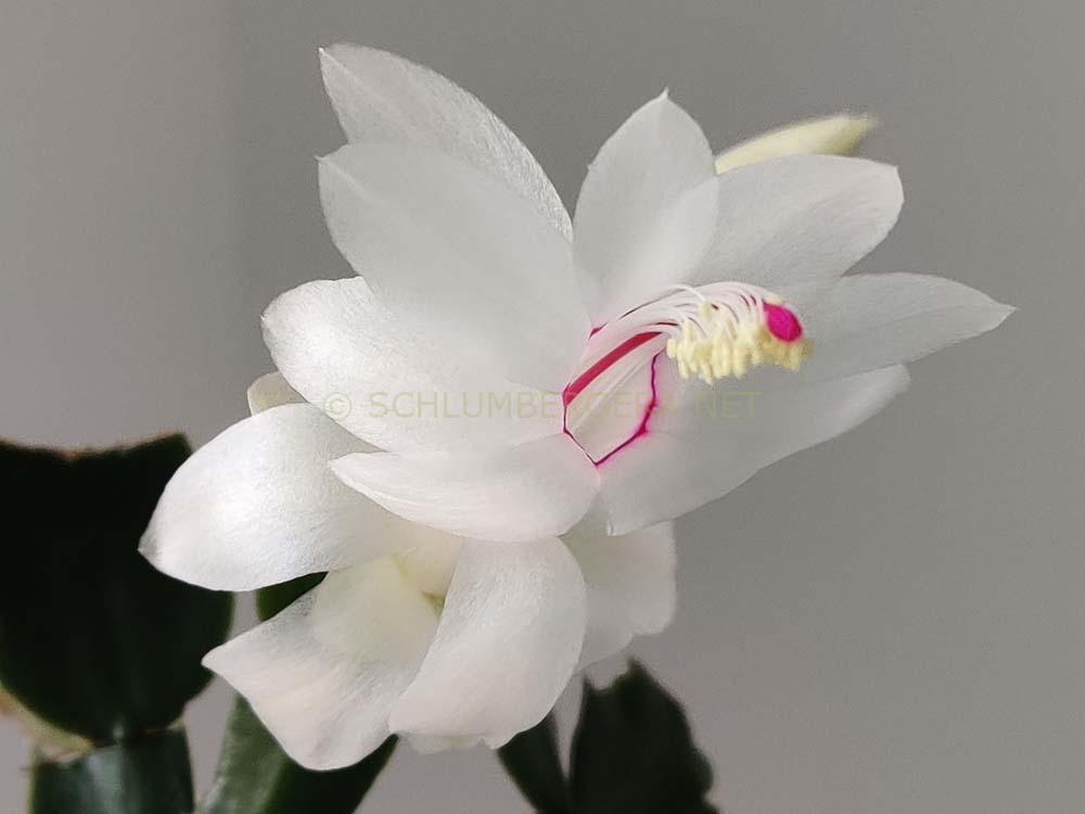 Schlumbergera 'Polar Dancer'