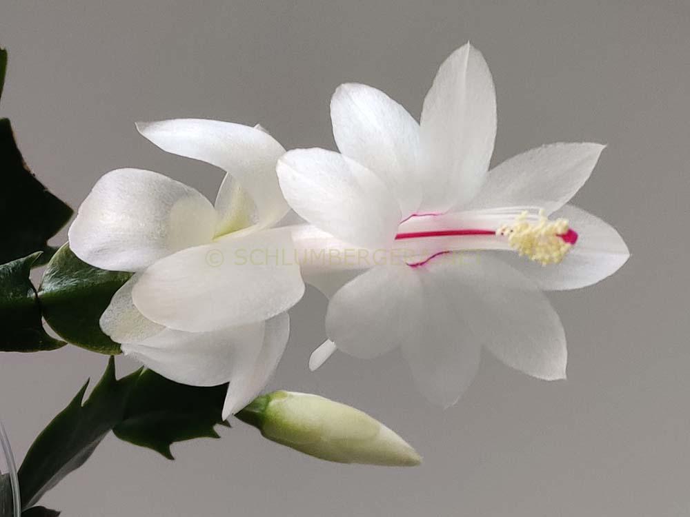 Schlumbergera 'Polar Dancer'
