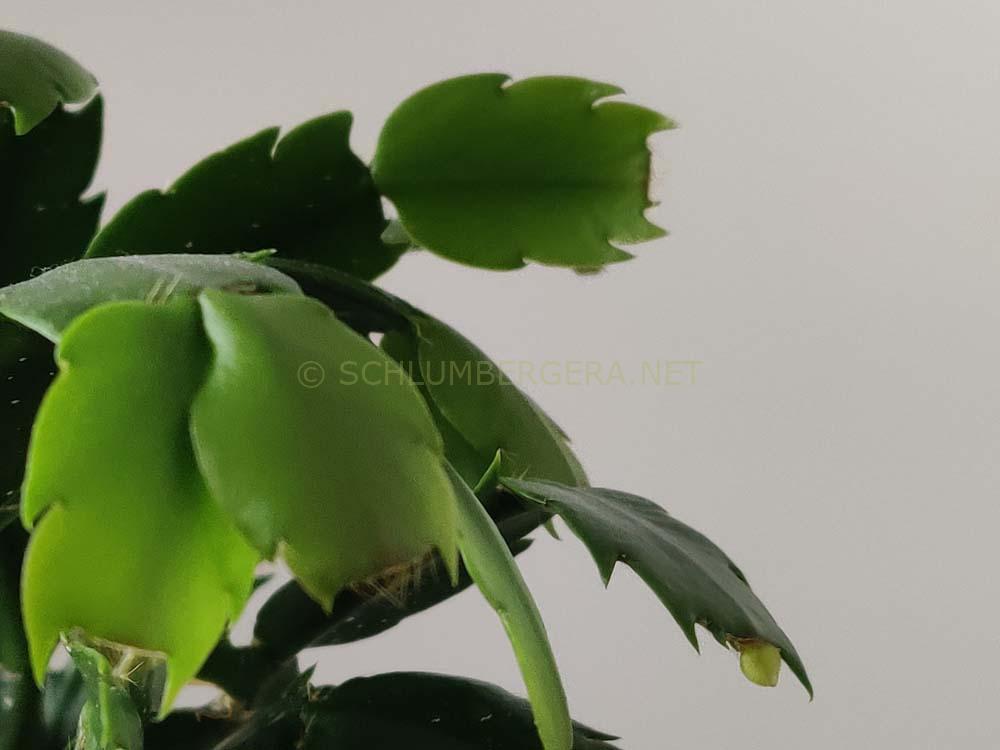 Schlumbergera 'Polar Dancer'