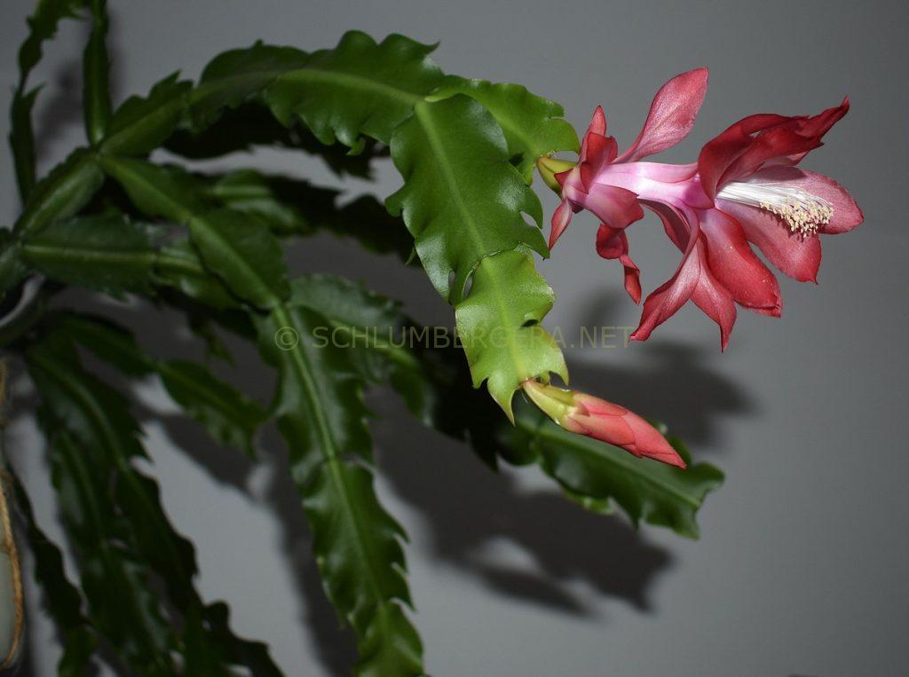 Schlumbergera 'Princess Hohenzollern'