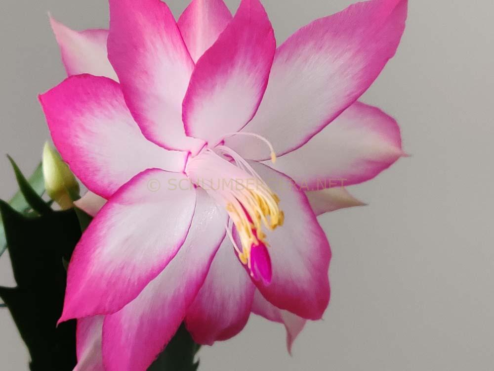 Schlumbergera 'Raining Colors'