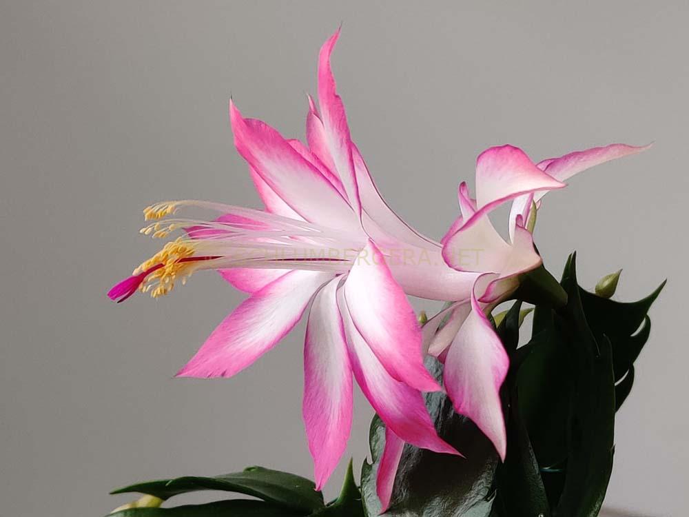 Schlumbergera 'Raining Colors'