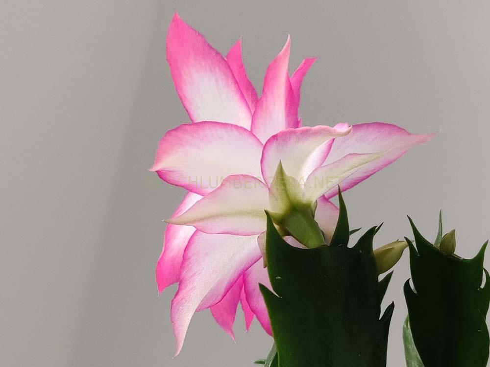 Schlumbergera 'Raining Colors'