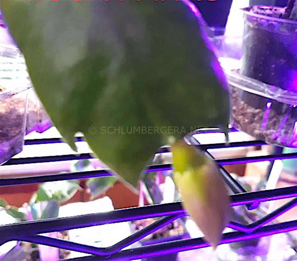 Schlumbergera 'Rosa Parks'