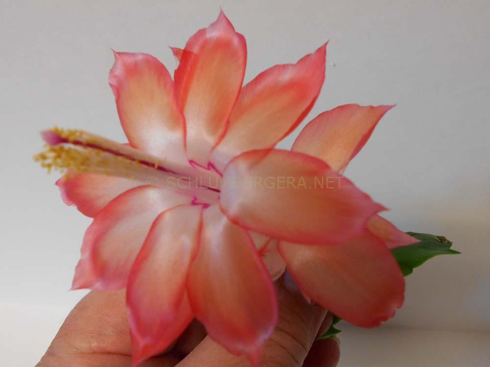Schlumbergera 'Rosa Parks'