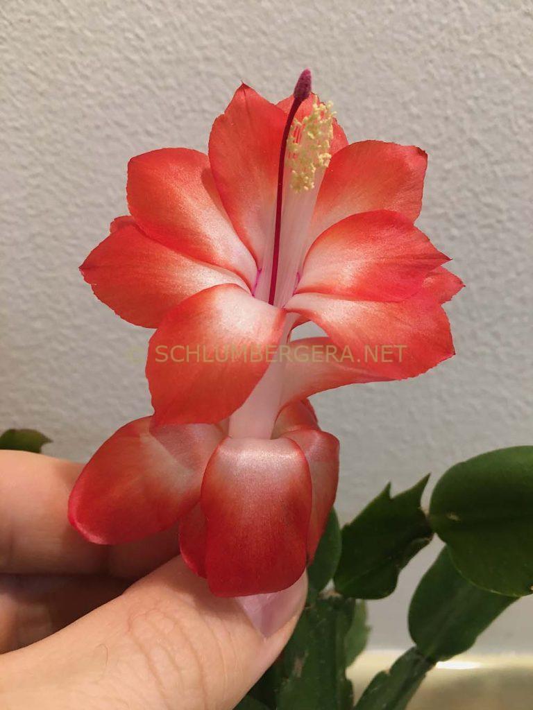 Schlumbergera 'Sunset Dancer'