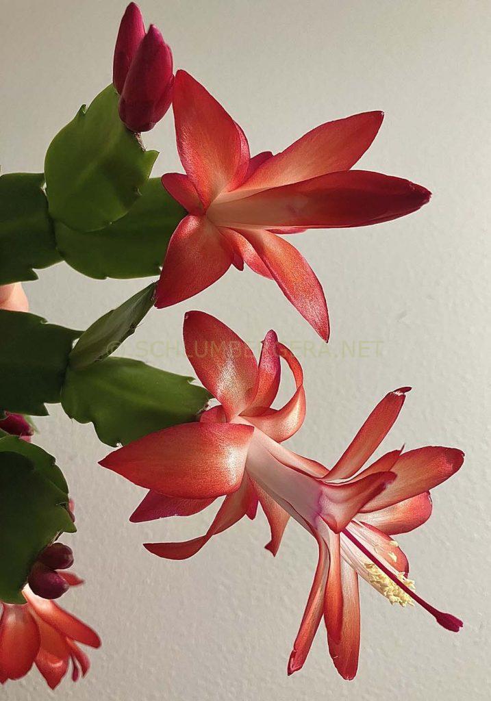 Schlumbergera 'Thor Jessica'