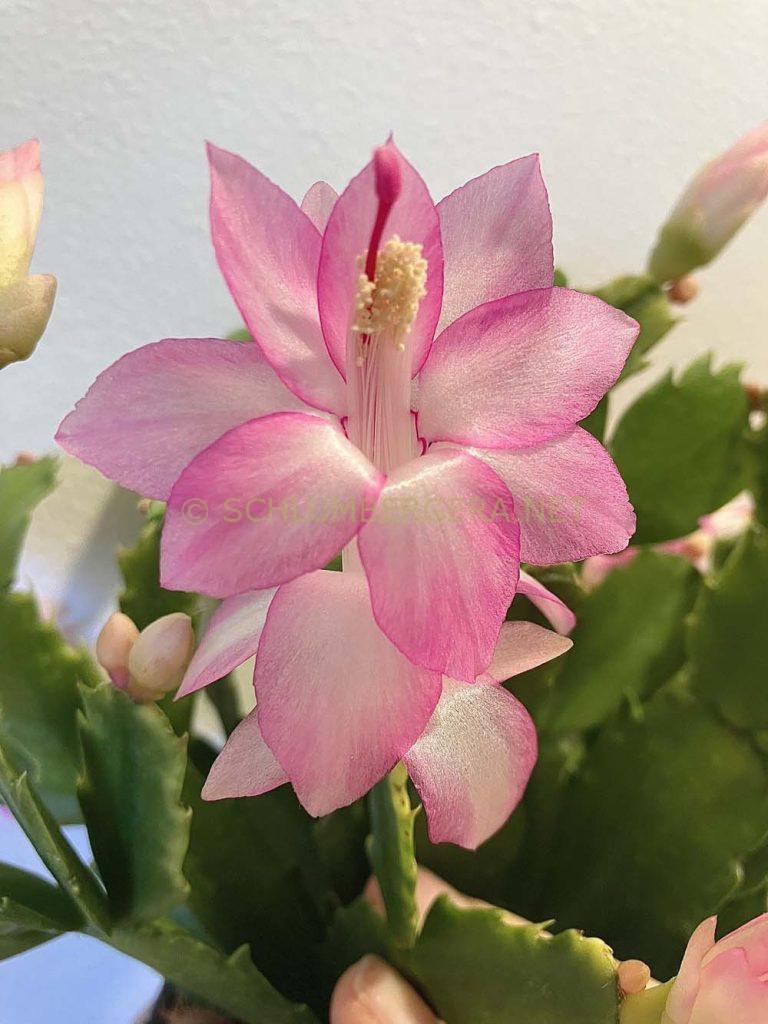 Schlumbergera 'Thor Pandora'