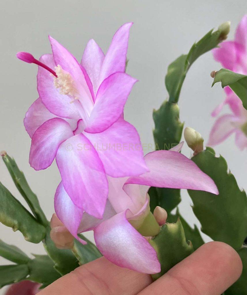 Schlumbergera 'Thor Pandora'