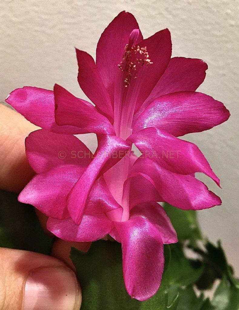 Schlumbergera 'Thor Sharon'