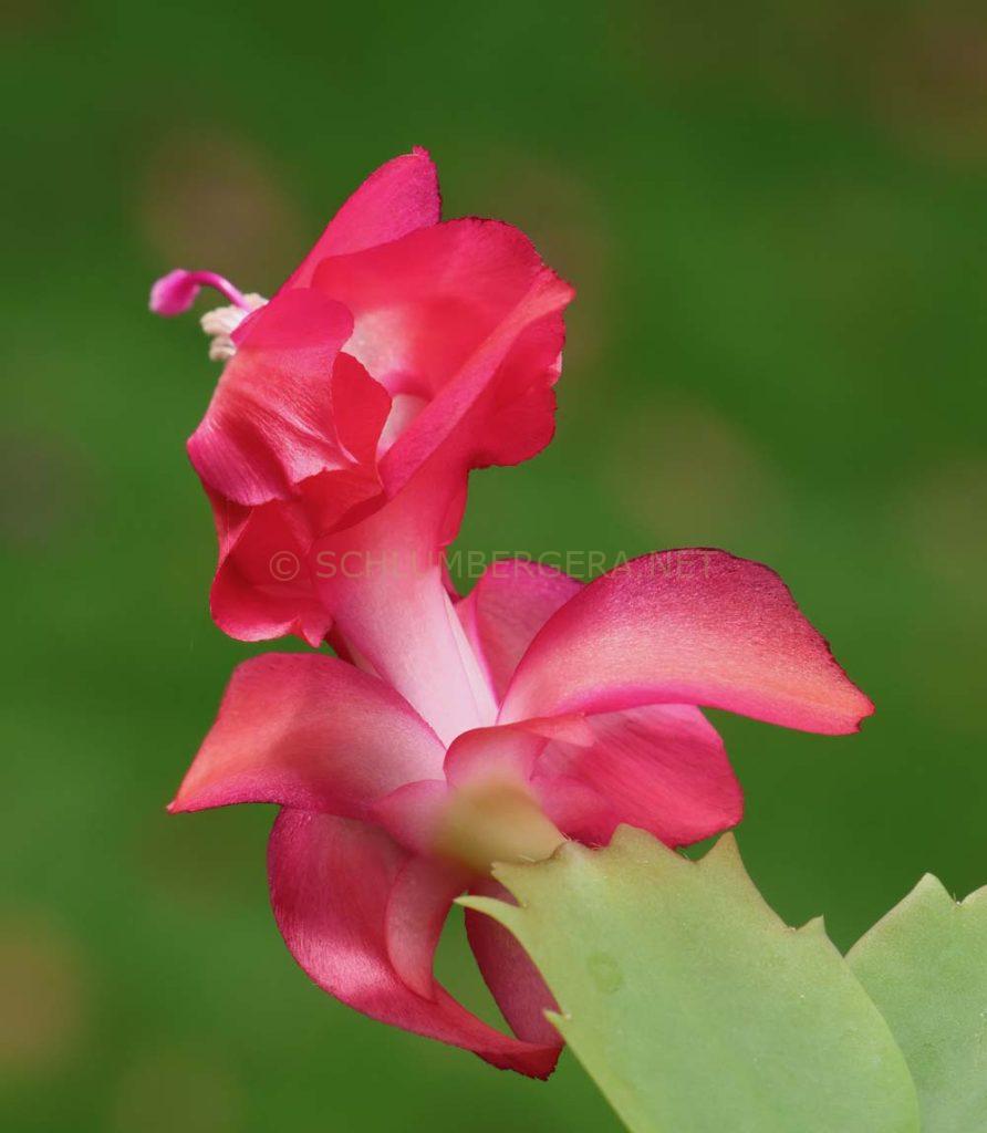 Schlumbergera 'Thor Zita'