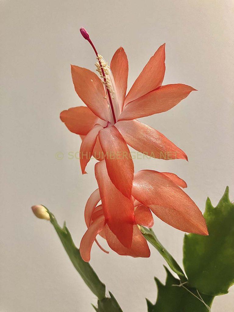 Schlumbergera 'Christmas Cheer'
